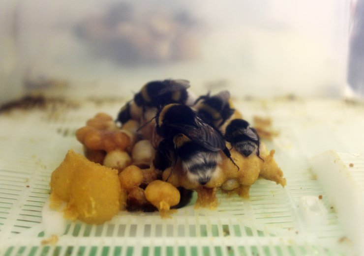 Tarım işçisi arılara, seralara girmeden PCR testi