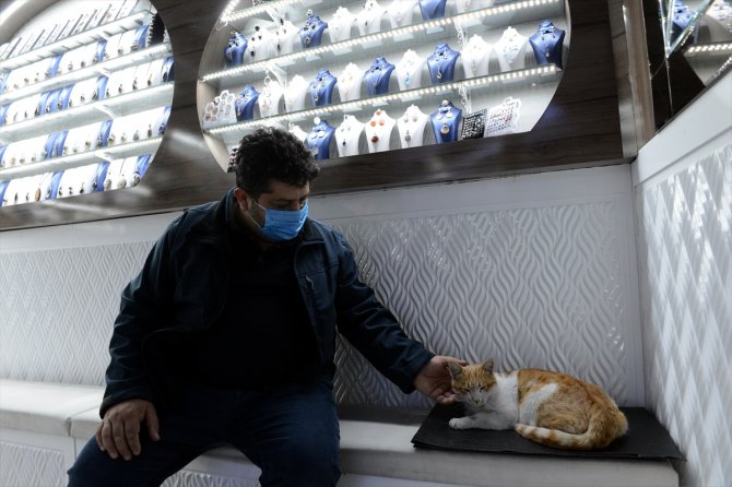 Tarihi Taşhan Çarşısı'nın maskot kedisi: "Müdür"