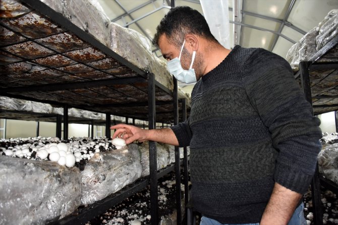 Aksaray modern seralarda yetiştirilen mantarcılıkta markalaşmak istiyor