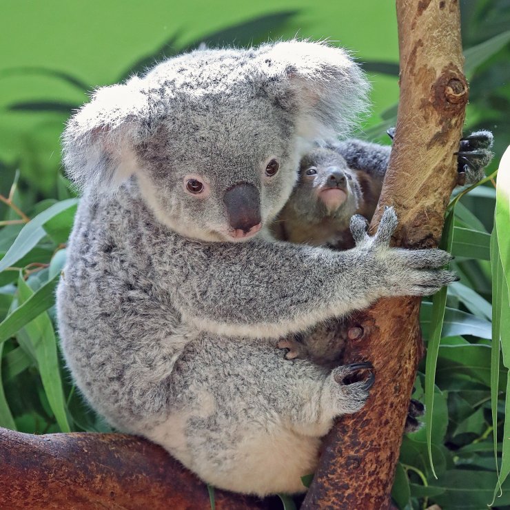 Dünyanın en yaşlı koalası Lottie, 19 yaşında öldü