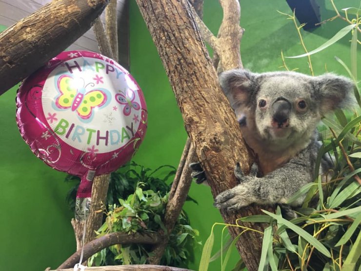 Dünyanın en yaşlı koalası Lottie, 19 yaşında öldü