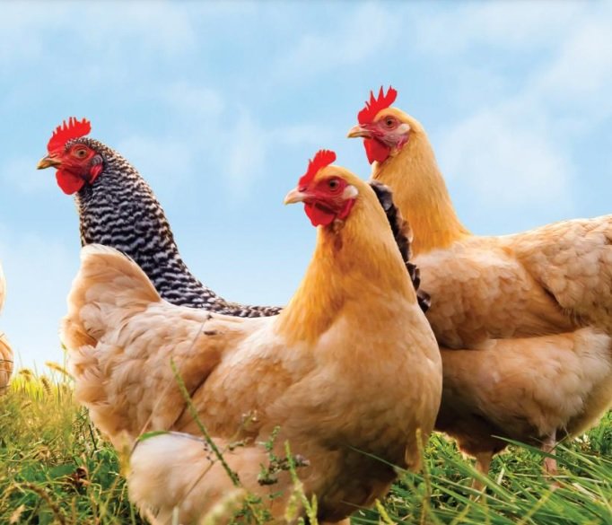Japonya'da kuş gribi rekor seviyede: 5.8 milyon tavuk itlaf edildi