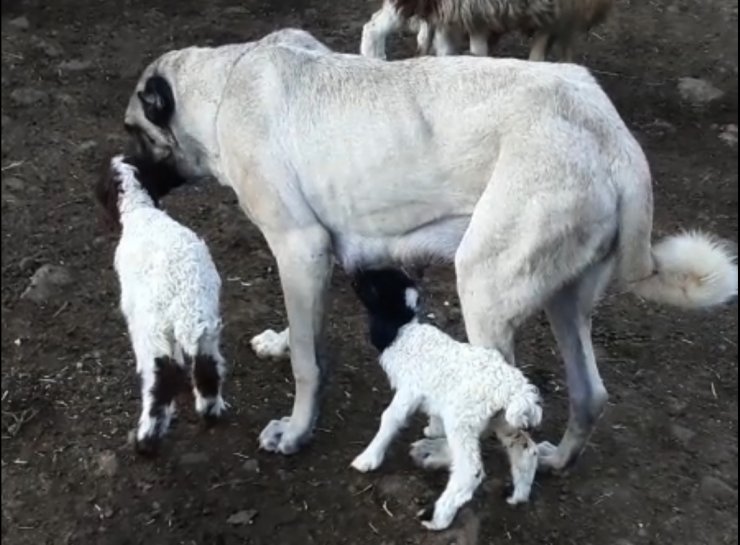 Kangal köpeği, kuzuya annelik yapıyor 