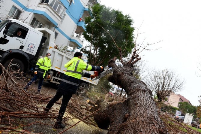 Fırtına sebebiyle devrilen dev  ağaç parçalanarak kaldırıldı