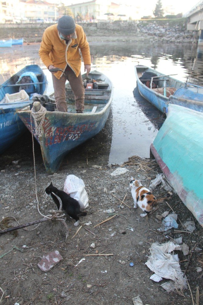 Kediler karınlarını doyurmak için balıkçıların yolunu gözlüyor