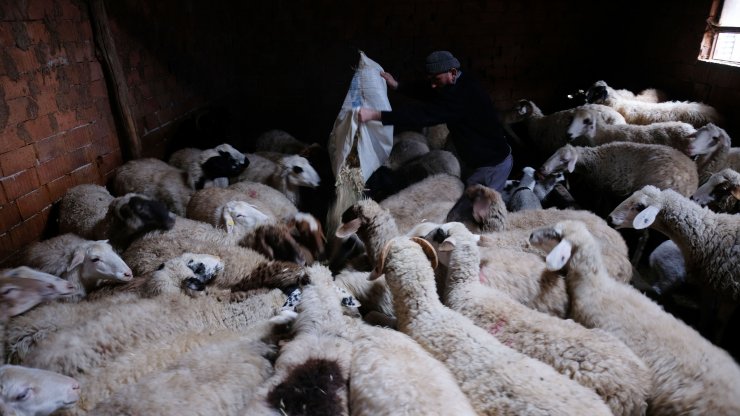 Kuzuları biberonla besliyorlardı, çalınan koyunlarından 60'ı bulundu
