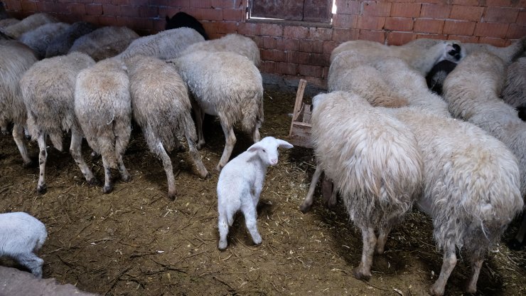 Kuzuları biberonla besliyorlardı, çalınan koyunlarından 60'ı bulundu