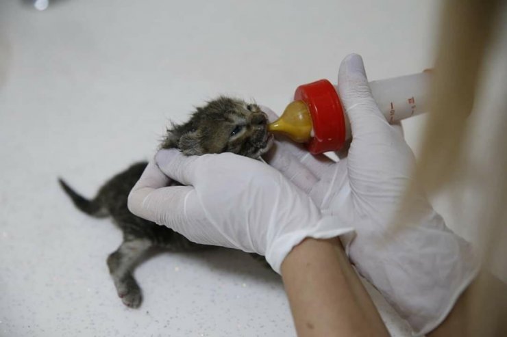 Yangından yaralı kurtarılan yavru kedi, 'Ateş' adı verilip, sahiplendirildi