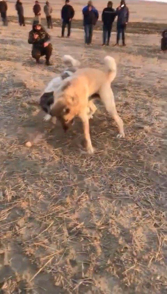 Köpekleri dövüş adı altında birbirine parçalattılar!