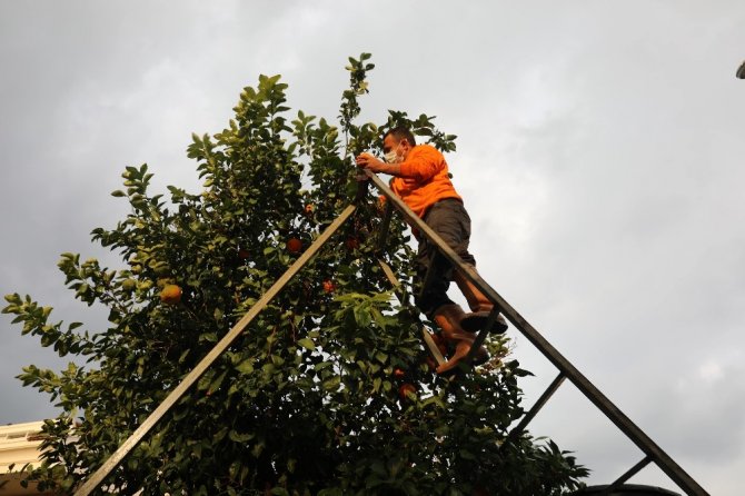 Marmaris’te toplanan turunçlar vatandaşlara dağıtıldı