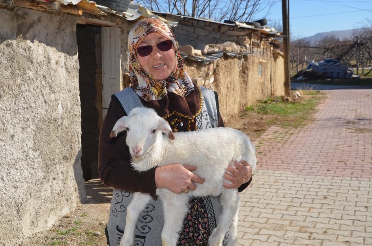 Konya'da şehit annesinin kuzu ve koyunlarını çalanlar yakalandı