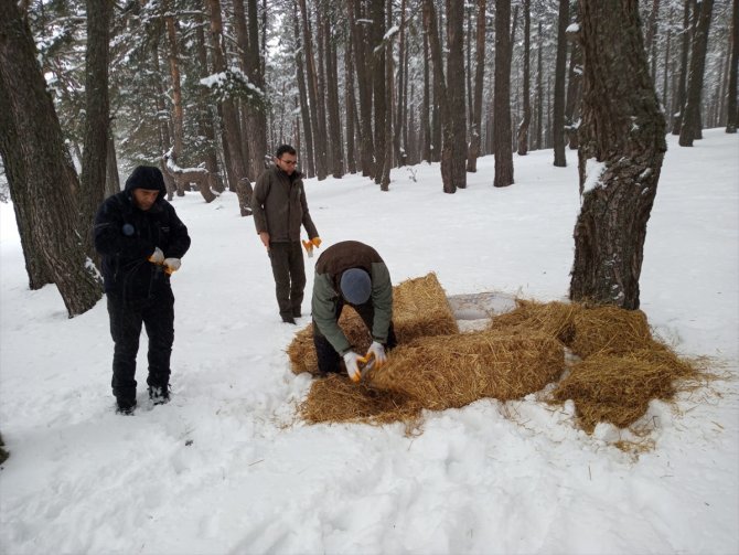 Bir metre karda yaşam mücadelesi veren yabani hayvanlara yem bırakıldı