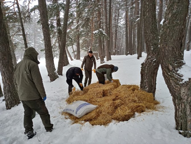 Bir metre karda yaşam mücadelesi veren yabani hayvanlara yem bırakıldı