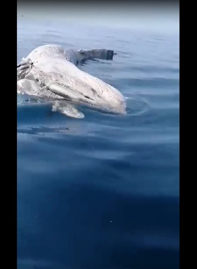 İskenderun Körfezi'nde balıkçıların kamerasına bu kez de ölü balina takıldı
