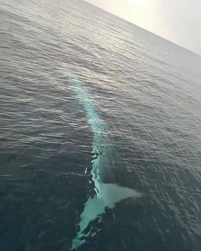 İskenderun Körfezi'nde balıkçıların kamerasına bu kez de ölü balina takıldı