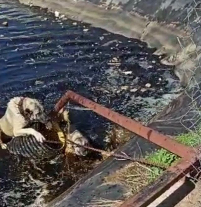 Atık su havuzuna düşen 2 köpek vatandaşlar tarafından kurtarıldı