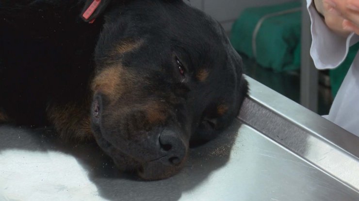 Kanlar içinde inlerken çöplükte bulunmuştu… O köpek sahiplendirildi 
