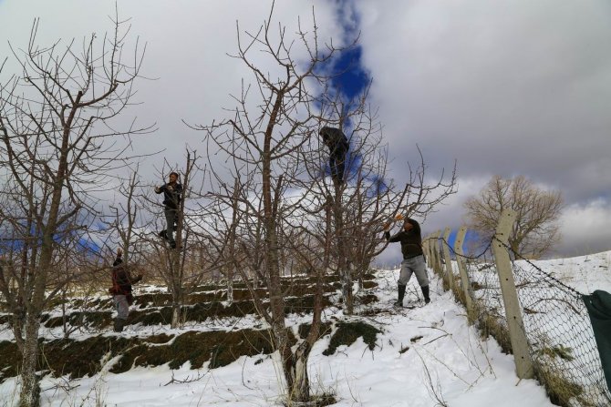 Toroslar’daki kiraz bahçeleri kar altında yeni sezona hazırlanıyor