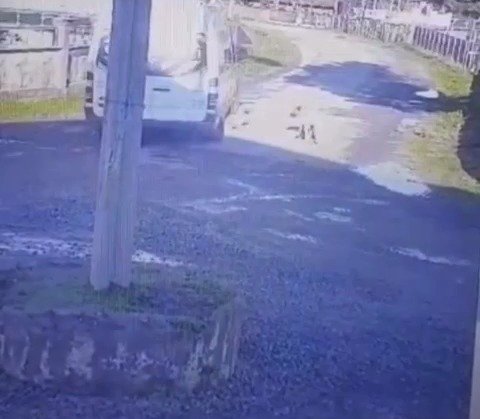 Yolda yatan köpeği üzerinden geçerek yaralayan sürücüye para cezası