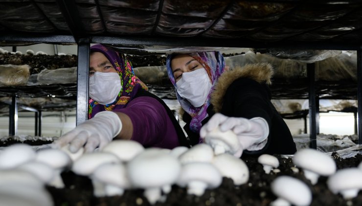 Konya'da gelin-kaynana, tarımın yapılamadığı Orta Toroslar’da mantar üretiyor