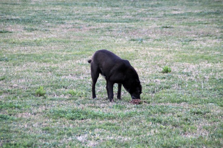 Sokak köpeklerini zehirleyenlerin bulunması için para ödülü koydu