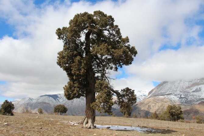 500 yıllık anıt ağaç ardıcın korunmaya alınması istendi