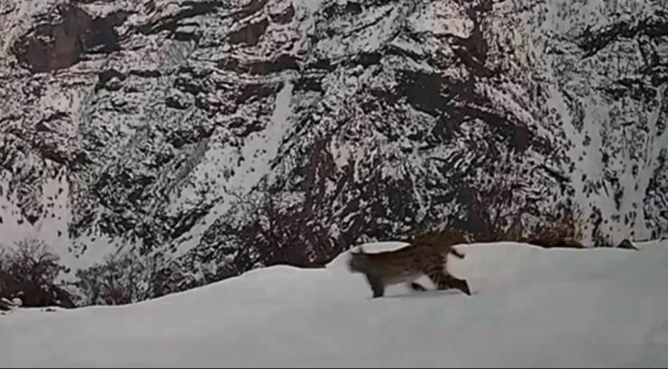 Kırmızı listedeki vaşak, jandarmanın foto kapanına takıldı