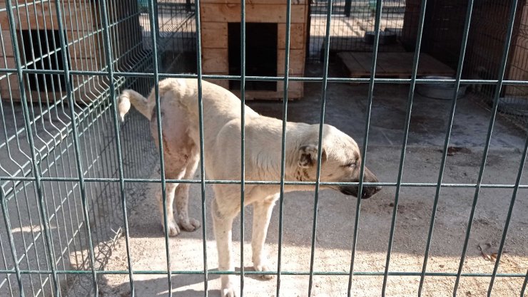 Otomobilin çarptığı köpek sokak köpeği, tedaviye alındı