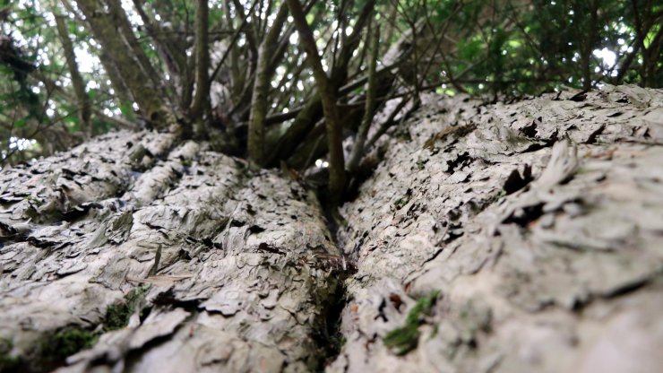 4 bin 117 yaşındaki dünyanın en yaşlı porsuk ağacı, bakanlığın 'Anıt Ağaçlar' kitabında