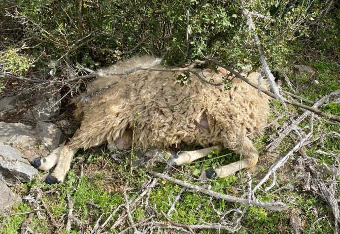 Sürüye saldıran kurt 13 koyunu telef etti