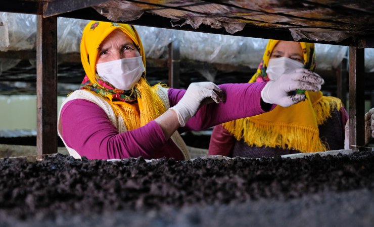 Toros Dağları'ndaki seralarda üretilen mantarlar, köyün gelir kapısı