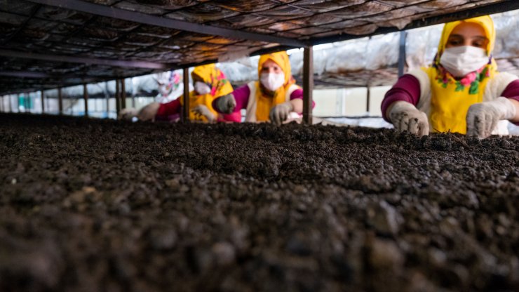 Toros Dağları'ndaki seralarda üretilen mantarlar, köyün gelir kapısı