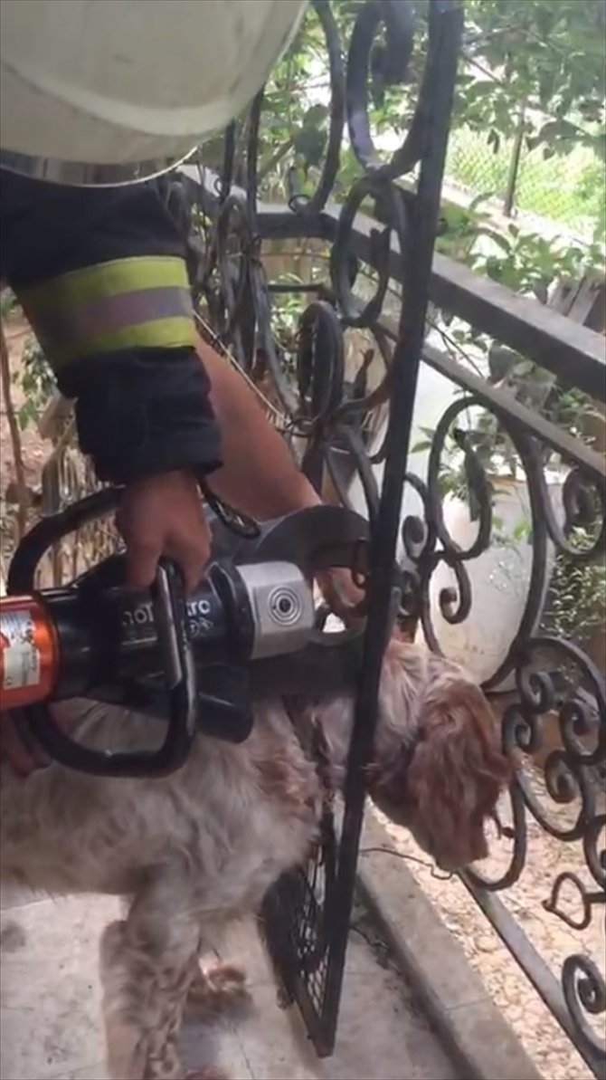 Başı korkuluğa sıkışan köpeği itfaiye personeli kurtardı