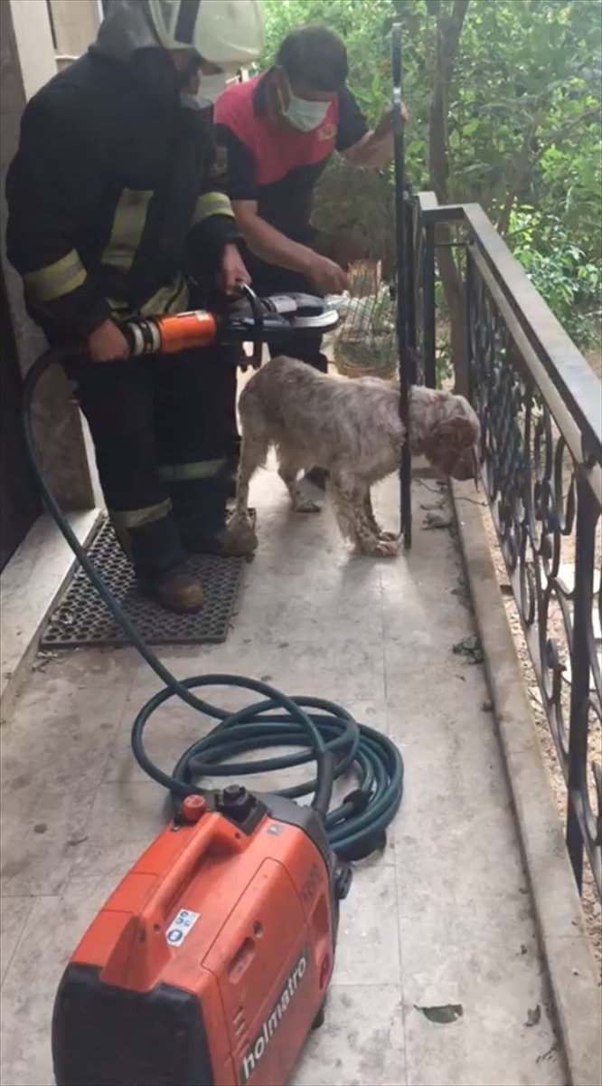 Başı korkuluğa sıkışan köpeği itfaiye personeli kurtardı