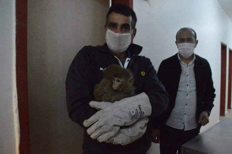 Gürbulak'ta ele geçirilen 12 maymun, Gaziantep Hayvanat Bahçesi'nde