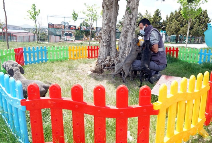 Konya'da köpeklerine eziyet eden kadın gözaltına alındı