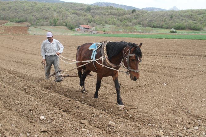 Konya'da çiftçilerin şeker fasulyesi ekim mesaisi başladı