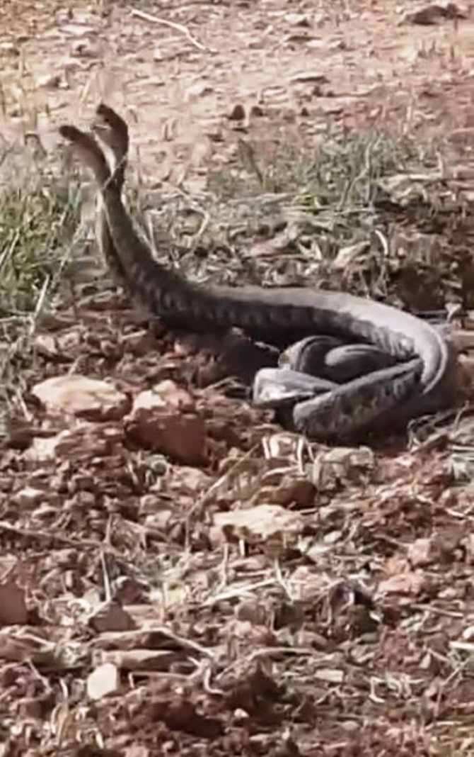 Dünya’nın en zehirli yılanları Şanlıurfa’da görüldü