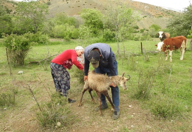 Yaralı şamuaya köy sakinlerinden yardım eli