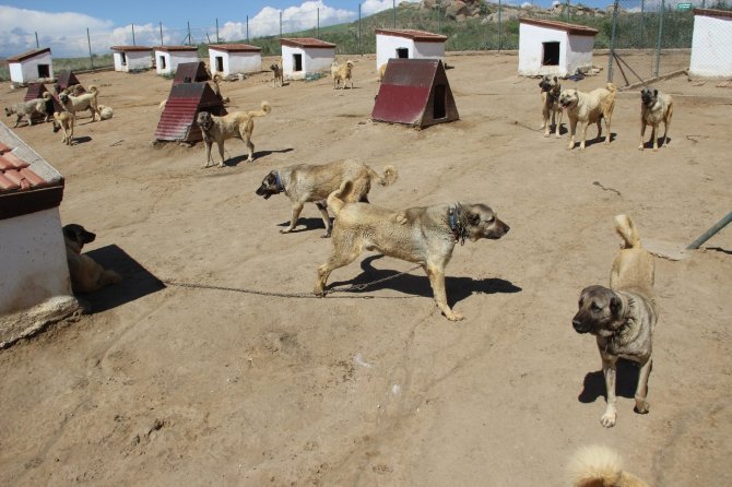 Dünyaca ünlü Kangal köpekleri o ildeki cezaevlerini koruyacak