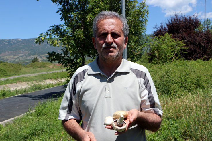 Prof. Dr. Türkekul'dan 'ikiz mantar' uyarısı