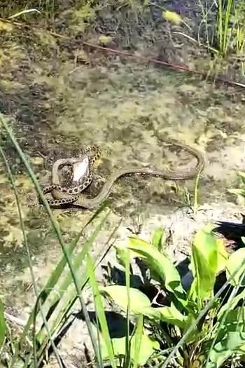 Göl kıyısında yılanların “balık” kapma kavgası