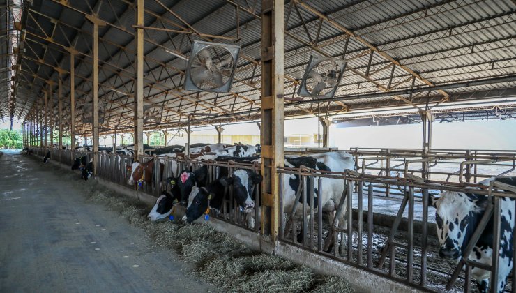 Süt inekleri, kavurucu sıcaktan ‘duşlama’ ile korunuyor