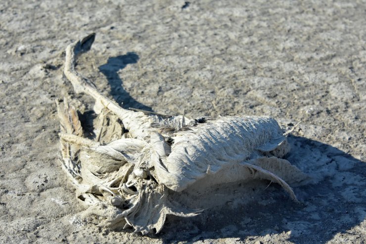 Yavru flamingo ölülerini görünce gözyaşlarını tutamadı