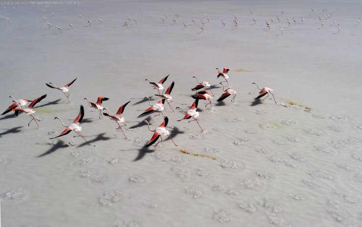 'Ölümlerden sonra flamingolar Tuz Gölü’ne gelmeyebilir'