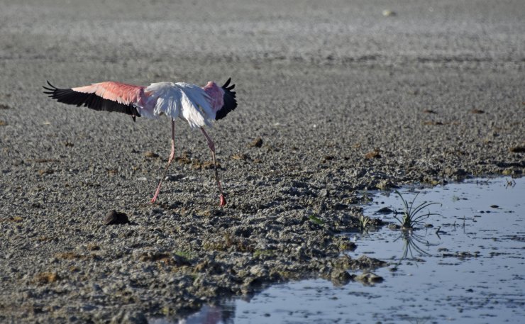 'Ölümlerden sonra flamingolar Tuz Gölü’ne gelmeyebilir'