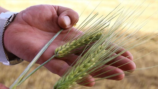 Kuraklığa dayanıklı arpa sağladığı verimle çiftçiyi sevindirdi