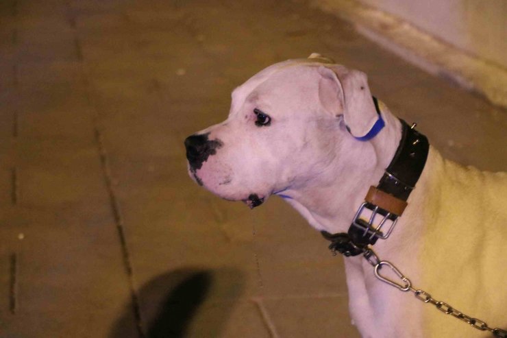 Köpeğini gezdiren Hakan'ı borç- alacak nedeniyle öldüren şüpheliler yakalandı