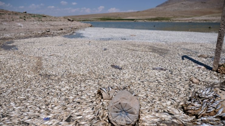 Konya'da korkutan görüntü! Sular çekildi, balıklar öldü