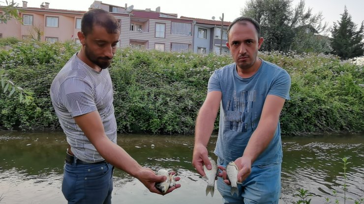 Bursa'da derede balık ölümleri